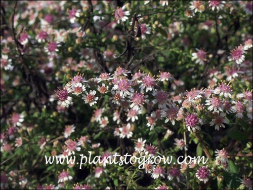 Horizontal Calico Aster (Symphyotrichum lateriflorum)
September 22